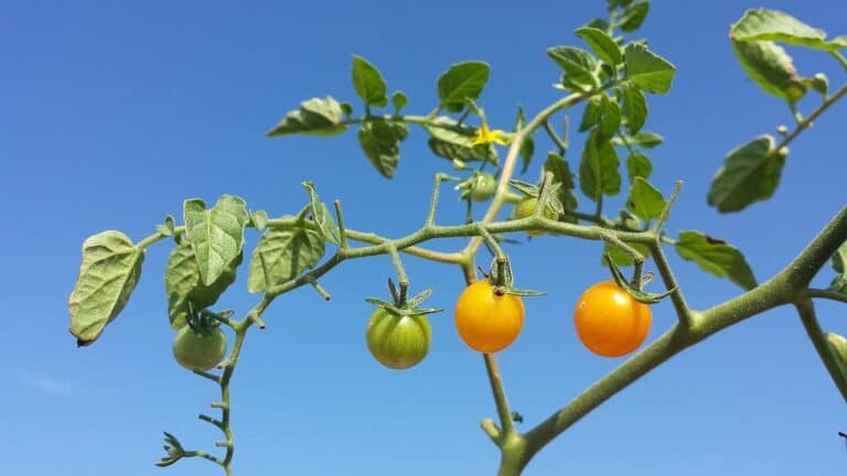 Tomato plant branch with ripe orange tomatoes and green unripe fruit hanging against clear blue sky backdrop