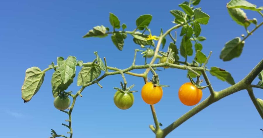 Tomato plant branch with ripe orange tomatoes and green unripe fruit hanging against clear blue sky backdrop