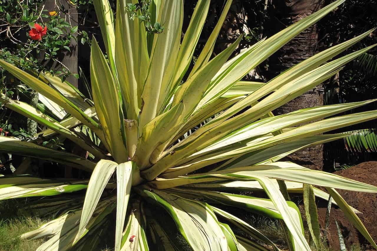 Variegated Furcraea Foetida plant with spiky yellow-green leaves radiating from central core, growing outdoors with red flower nearby
