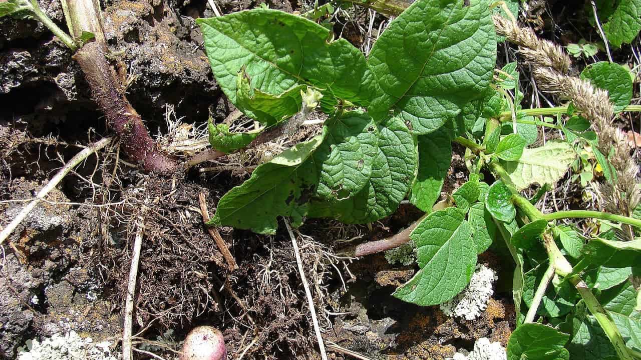 Potato plant with textured green leaves and thick stems growing in dark soil with organic debris scattered around