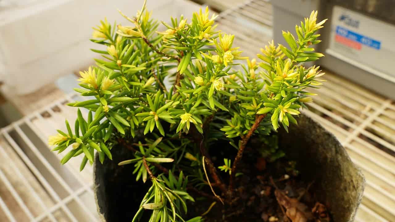 Taxus cuspidata 'Nana Aurescens' plant with bright yellow-tipped green foliage growing in dark pot on white wire shelf