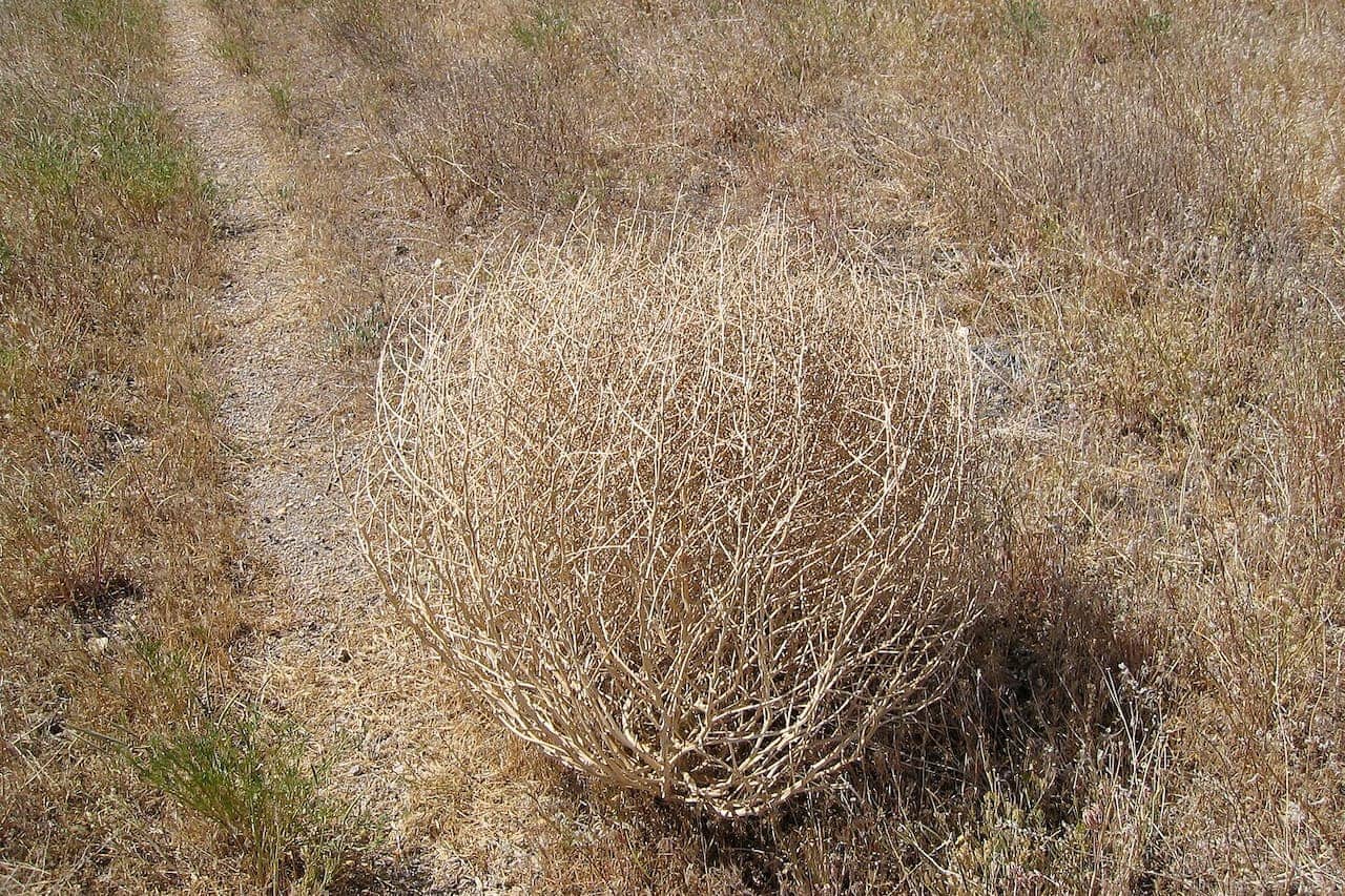 Dried tumbleweed plant in arid grassland with worn dirt path visible alongside dormant brown vegetation