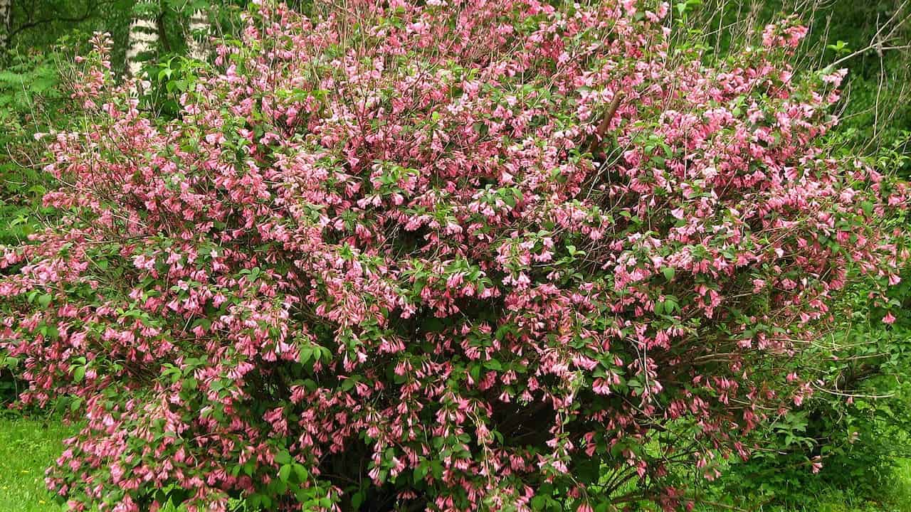 Vibrant pink flowering Old-Fashioned Weigela bush in full bloom, with small bell-shaped blossoms covering woody stems against a green garden background