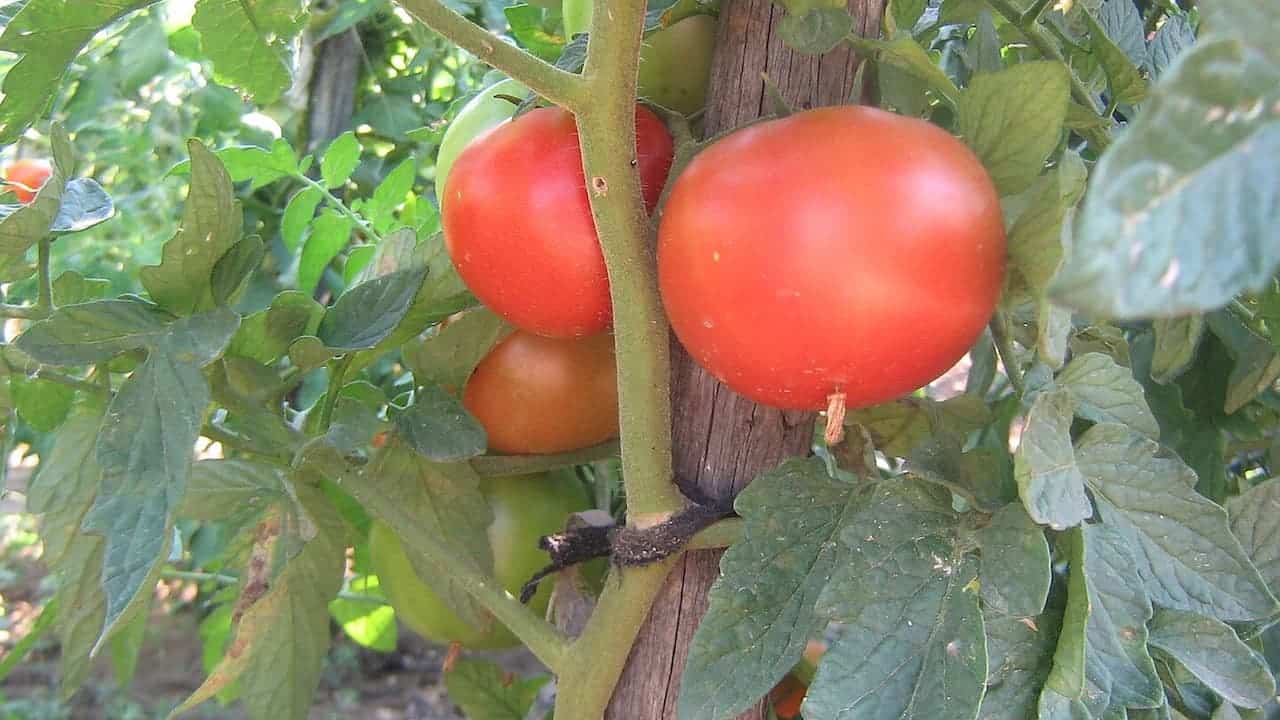 Red cherry tomatoes growing on vine with green leaves, supported by wooden stake in garden setting
