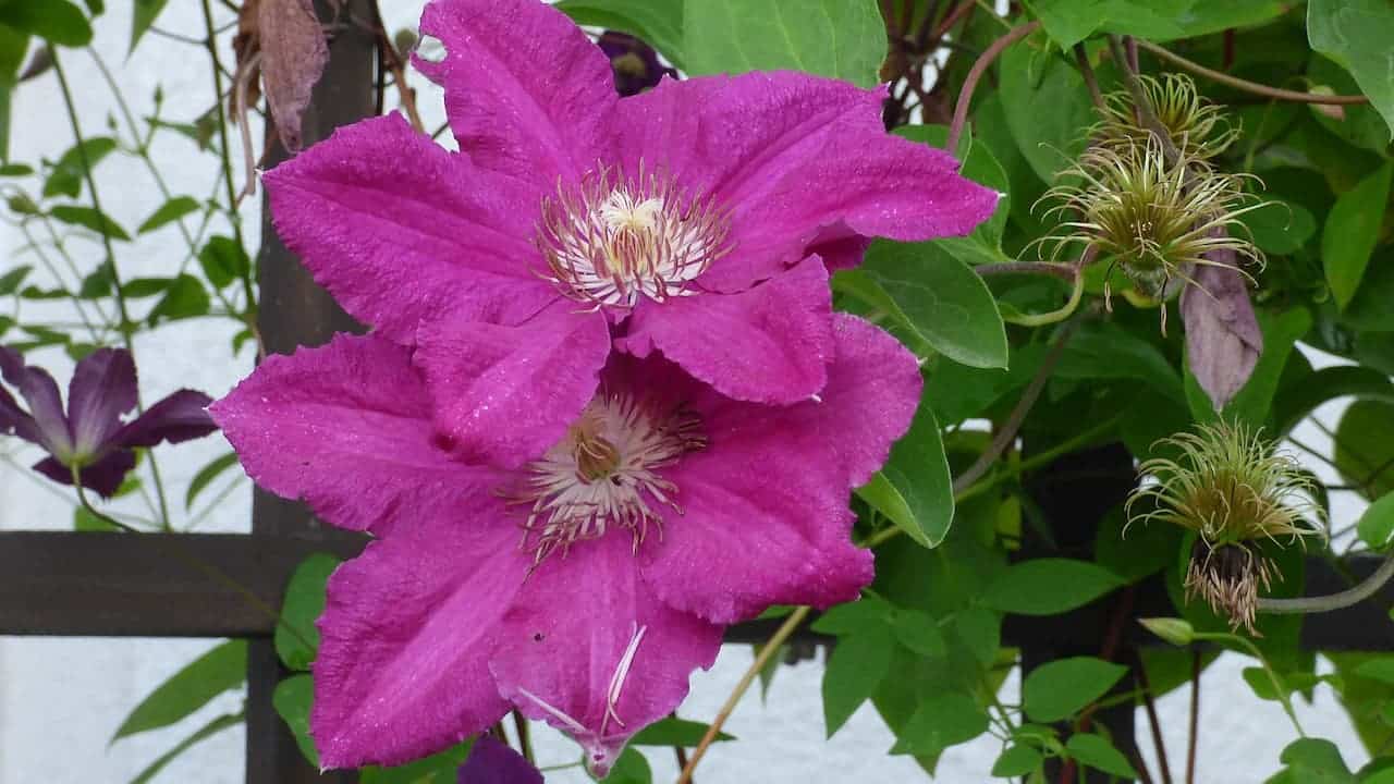 Clematis 'Pink Mink®' flowers with creamy centers growing on vine with green leaves against white background and trellis