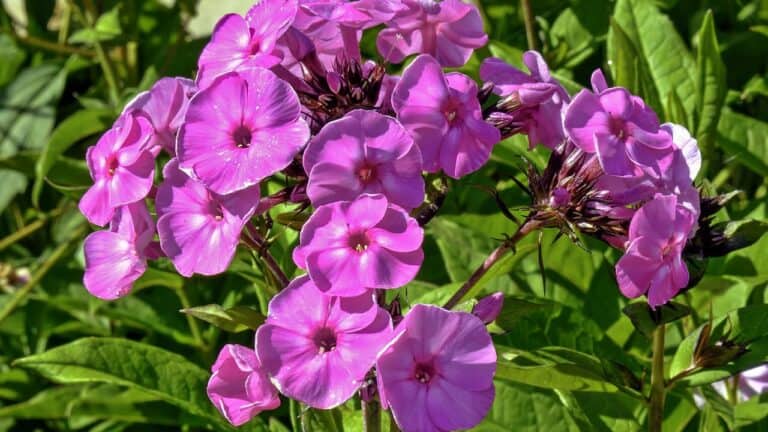 Bright pink summer phlox flowers clustered together in bloom against green foliage background, showing characteristic five-petal star-shaped blossoms