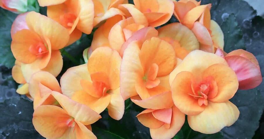 Close-up of peach-colored begonia flowers with ruffled petals growing in cluster against dark green leaves