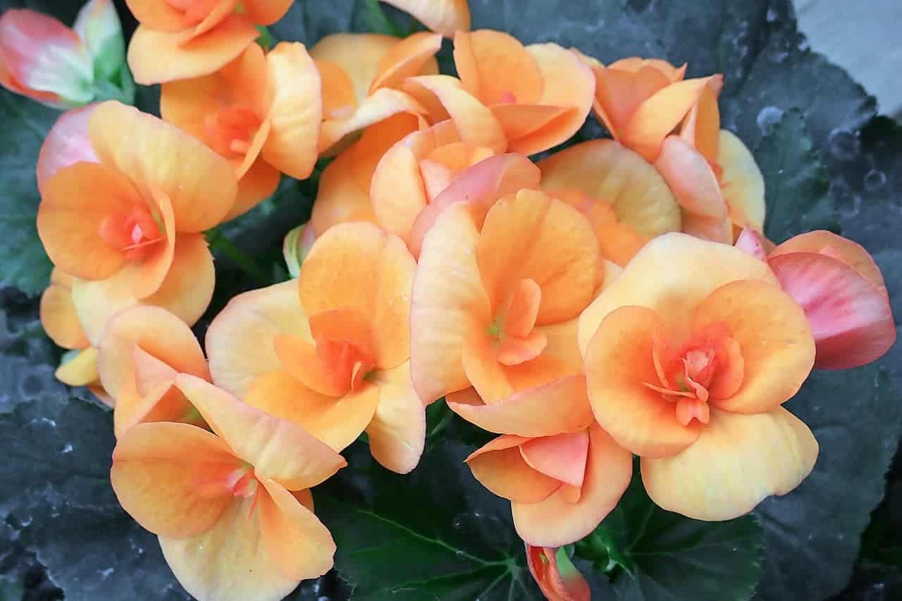 Close-up of peach-colored begonia flowers with ruffled petals growing in cluster against dark green leaves