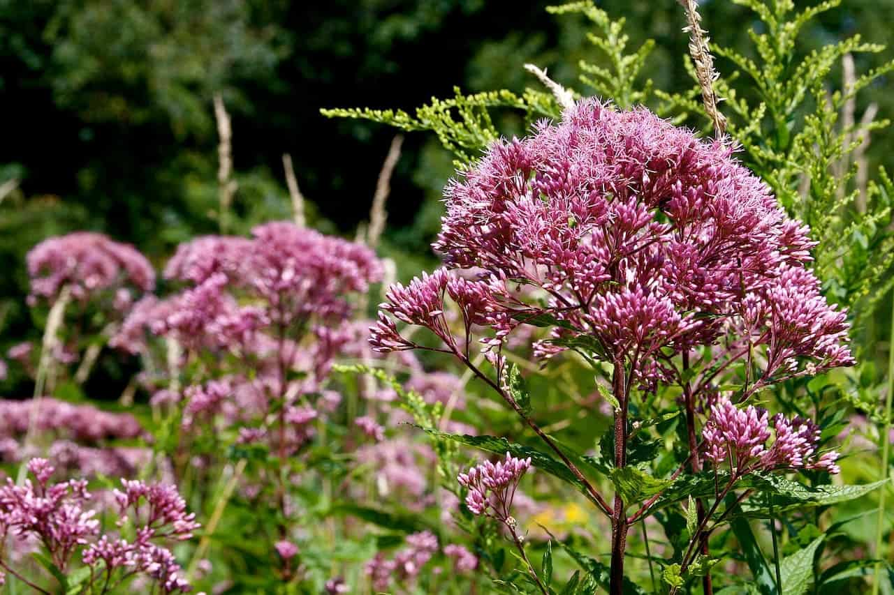 Pink joe-pye weed flowers in full bloom, with clustered mauve blossoms against green foliage and evergreen background