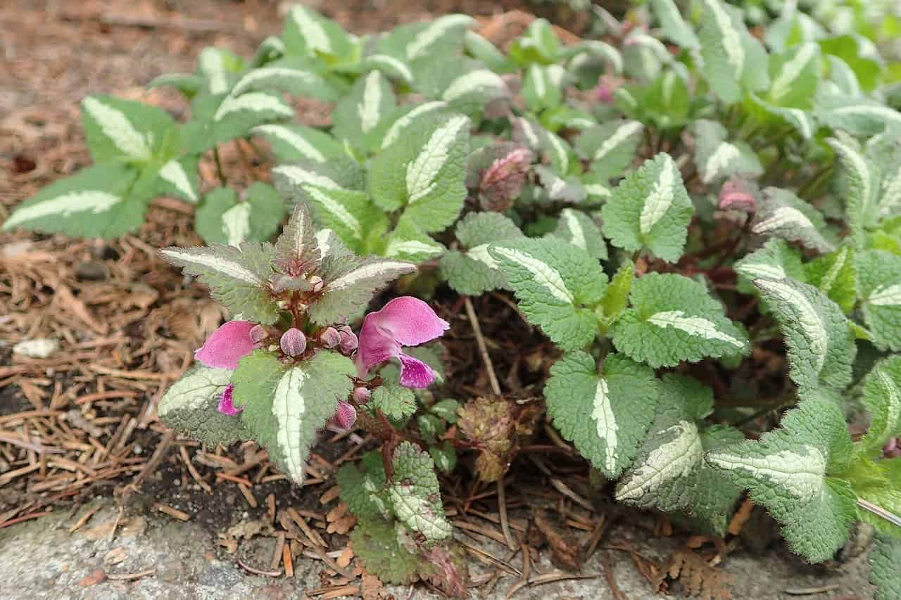 Purple Striped Dead Nettle (Lamium maculatum) plant with pink flowers growing among textured green leaves on a bed of pine mulch