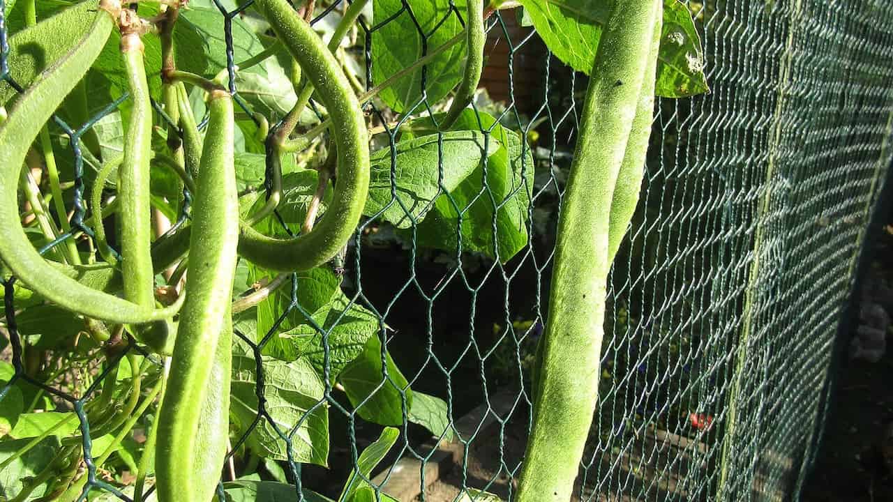 Green Bush Beans vines growing through chicken wire fence, showing stems and leaves in bright sunlight
