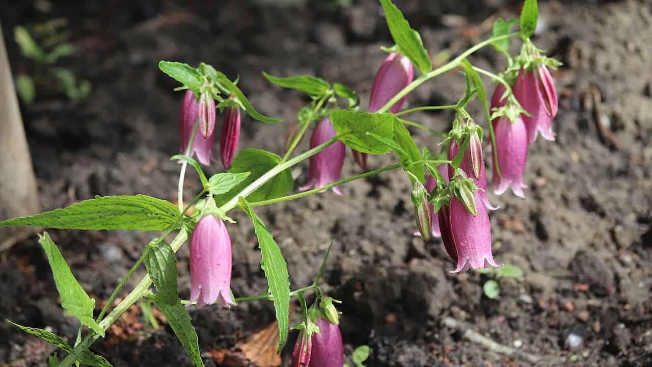 Pink Cherry Bell Campanula flowers hanging from thin green stems with serrated leaves growing above dark soil