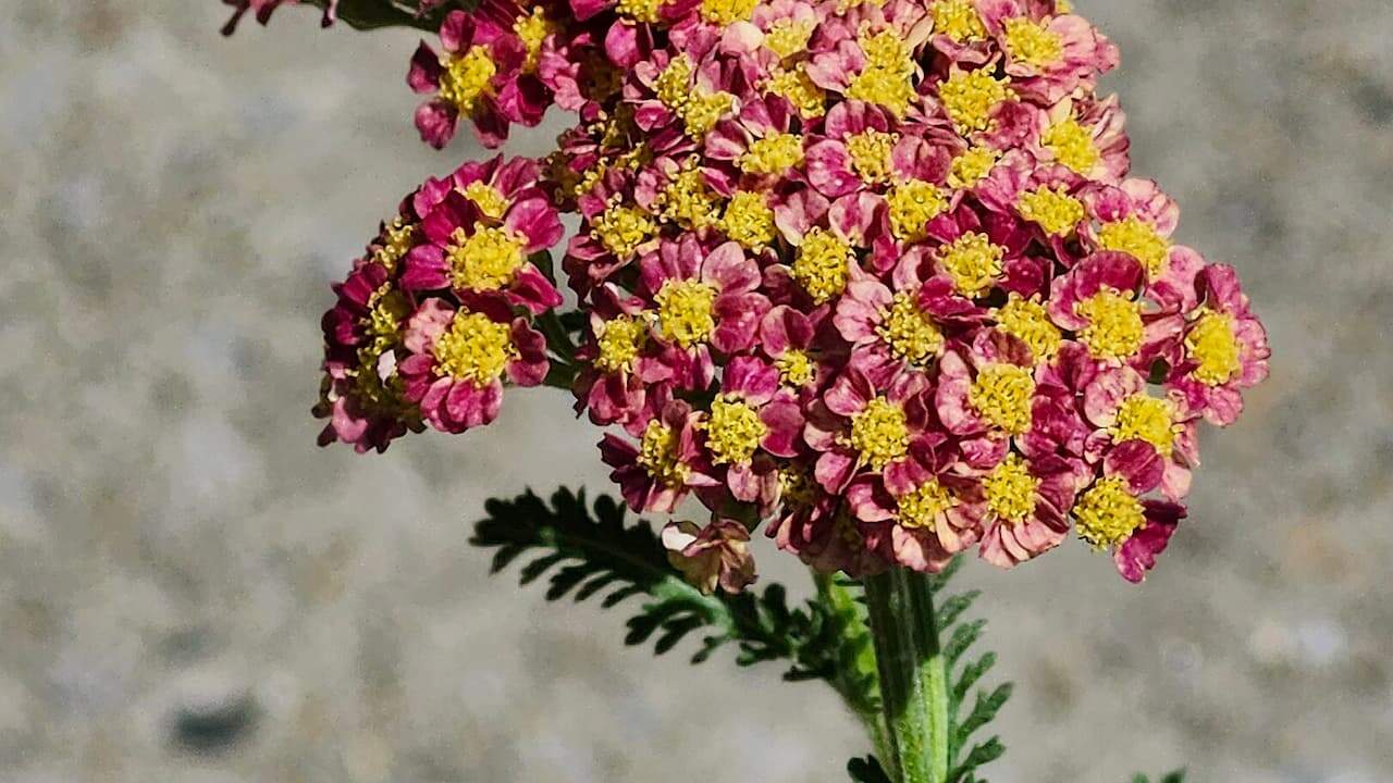 Close-up of Achillea Sparkling Contrast flower cluster with pink petals and bright yellow centers against a blurred gray background