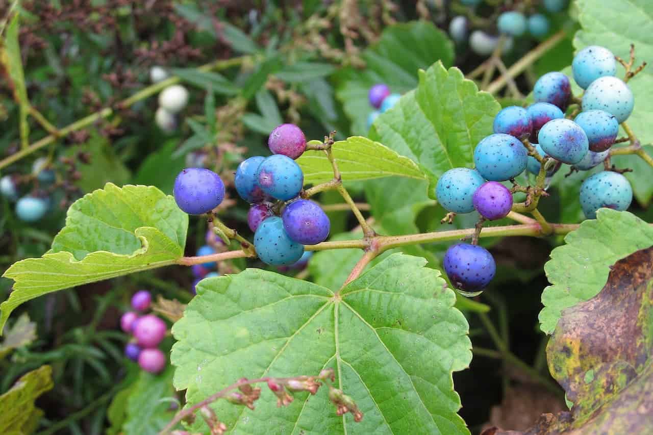 Porcelain berry vine with clusters of turquoise and purple berries on thin stems alongside bright green maple-shaped leaves