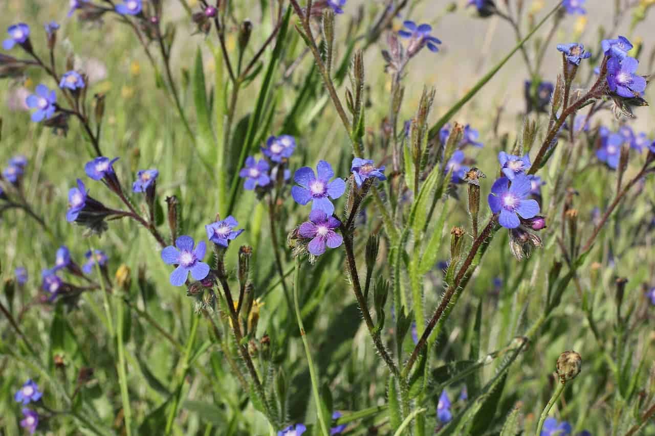 Purple-blue Bugloss (Anchusa azurea) blooming on thin, hairy stems with small five-petaled blossoms and white centers against blurred meadow background