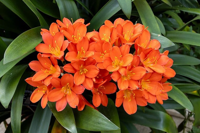 Dense cluster of bright orange Clivia flowers with yellow stamens surrounded by dark green strap-like leaves