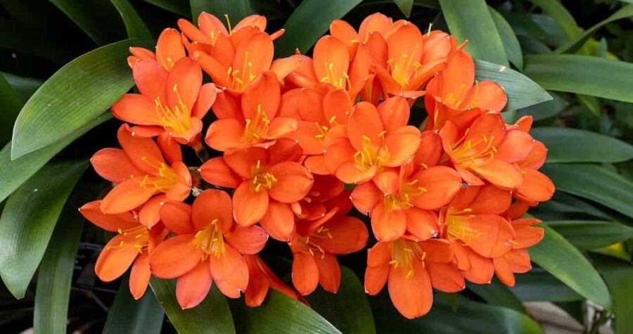 Dense cluster of bright orange Clivia flowers with yellow stamens surrounded by dark green strap-like leaves