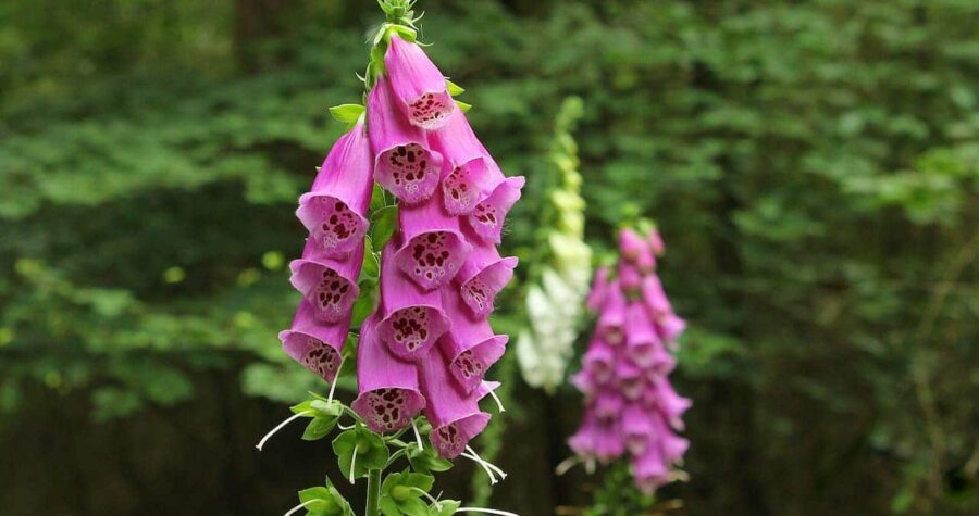 Pink foxglove flowers growing in woodland setting, with bell-shaped blooms featuring spotted interiors arranged on tall vertical spikes