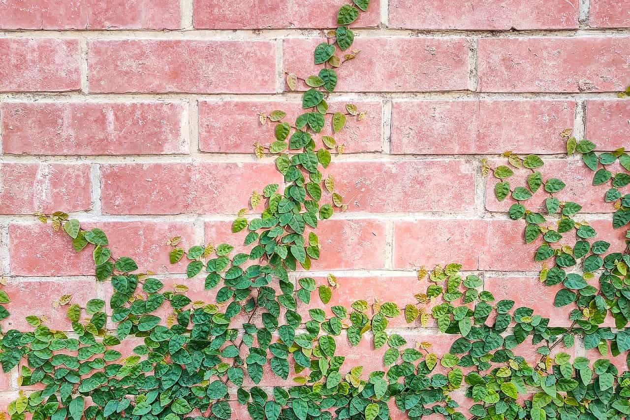 Creeping fig vine with small heart-shaped green leaves climbing up red brick wall, creating contrasting natural pattern