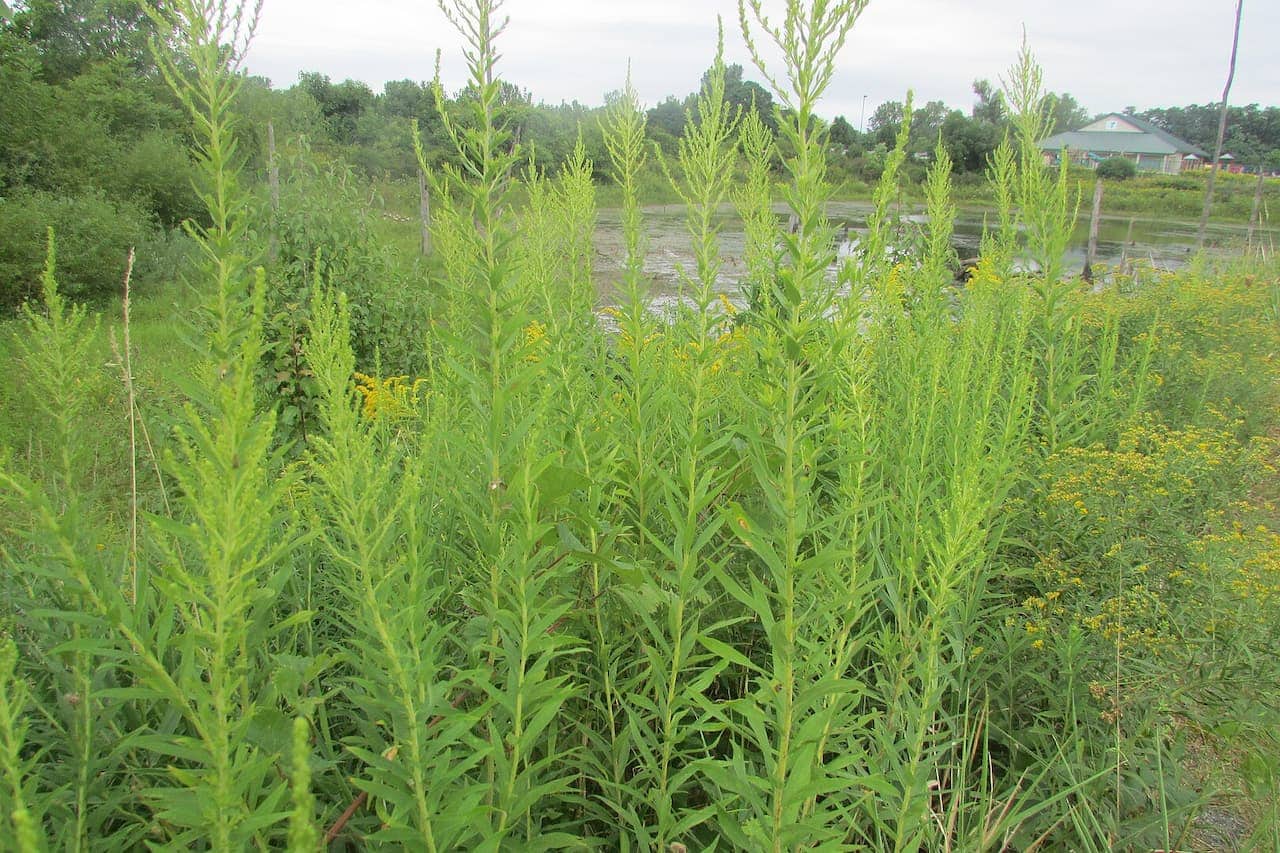 Tall ragweed plants growing in a wetland area with green vegetation, yellow wildflowers, and trees in background