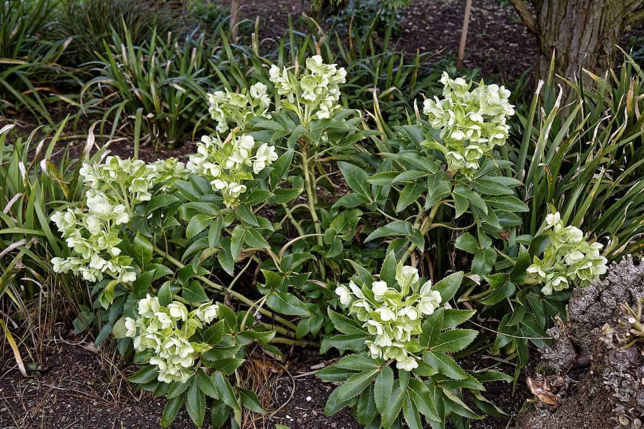 Corsican Hellebore plant with pale green-white flowers growing in garden bed with dark soil, surrounded by ornamental grasses
