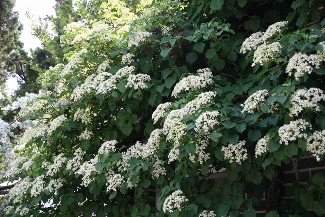Climbing Hydrangea plant with heart-shaped green leaves and clusters of small white flowers growing abundantly on outdoor structure
