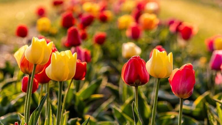 Colorful tulips in red and yellow blooming in a garden field, with focused flowers in foreground and blurred background