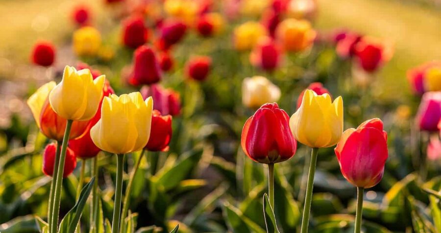 Colorful tulips in red and yellow blooming in a garden field, with focused flowers in foreground and blurred background