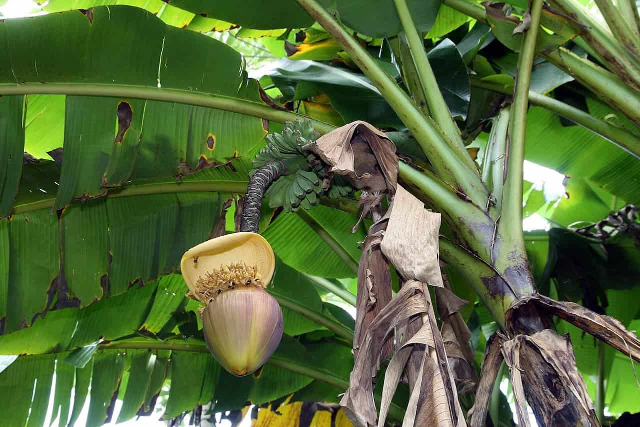 Japanese Fiber Banana (Musa basjoo) with developing flower and young fruit, surrounded by large green leaves and dried brown sheaths