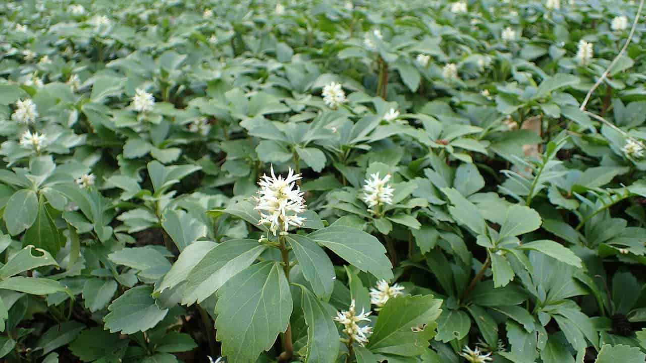 A dense patch of green-leaved Pachysandra with small white flower clusters blooming at the top of each leafy stem