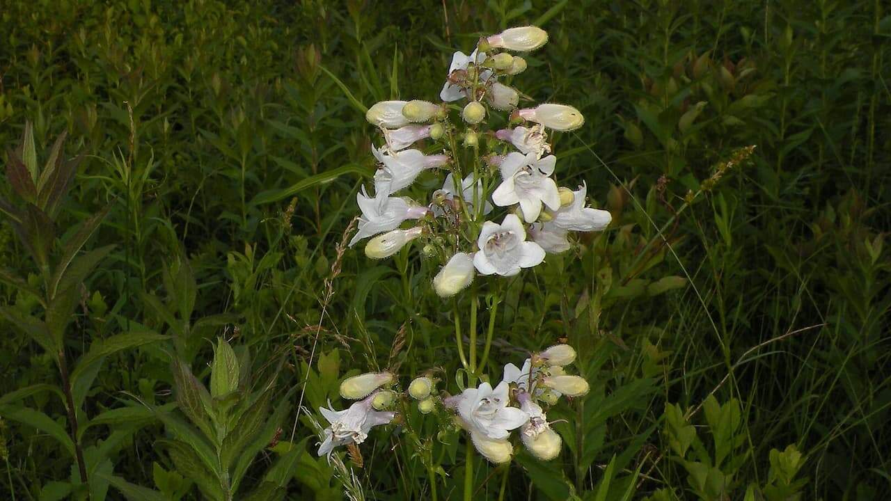 White Foxglove beardtongue flowers with pale buds growing on tall stems among green grasses and wildland vegetation