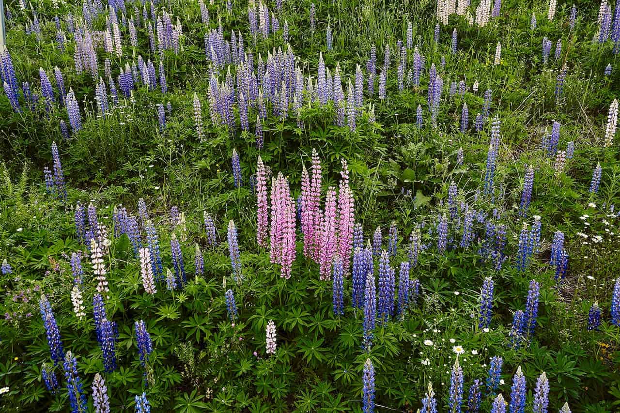 Lupins filled with purple, pink, and white lupine flowers growing among dense green foliage and grasses