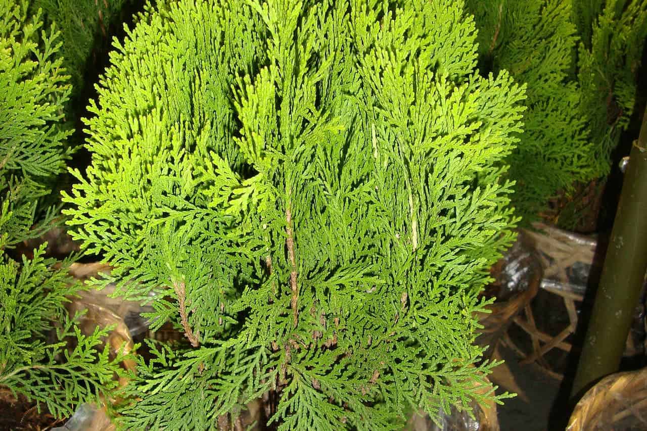 Close-up of vibrant green Polar Gold® Arborvitae foliage with flat, scale-like leaves arranged in fan patterns