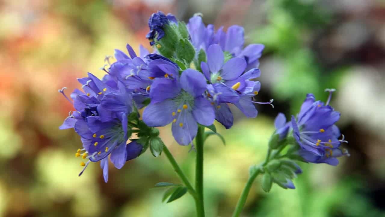 Close-up of vibrant purple-blue Jacob’s ladder flowers with yellow stamens, set against a softly blurred green and brown background