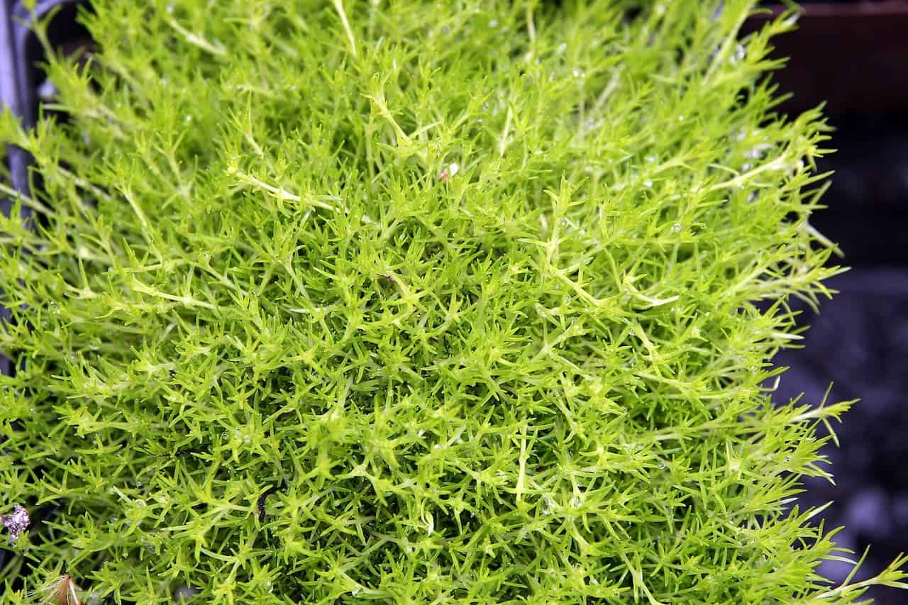 Close-up of bright green Scotch moss with dense, spiky foliage forming a compact cushion