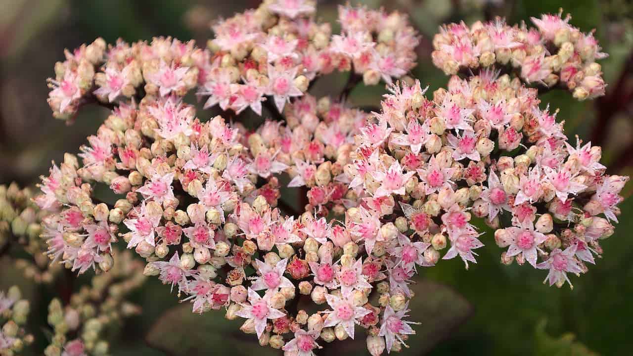 Cluster of Sedum 'Matrona' flowers with unopened buds, blooming densely against a soft green and brown leafy background