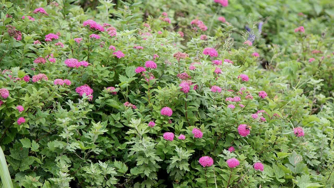 Double Play Doozie® Spiraea flowering shrub with bright pink clustered blooms scattered throughout dense green foliage in a garden setting