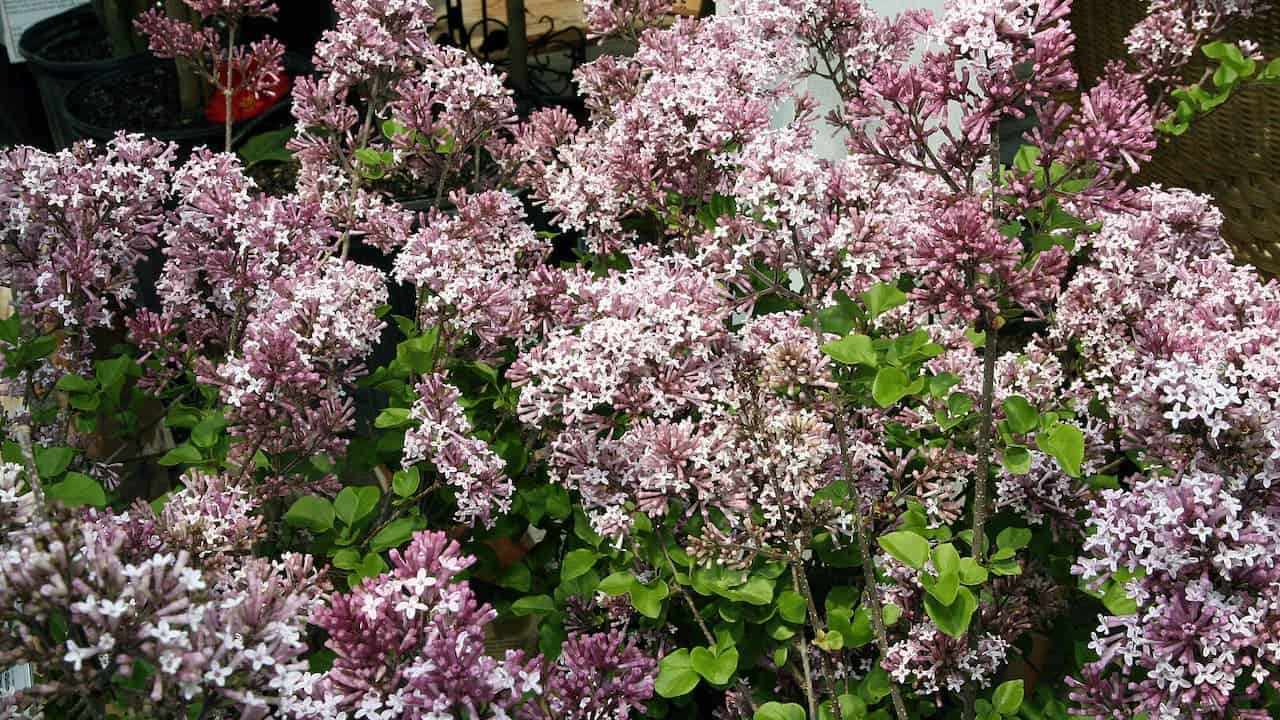 Meyer Lilac shrub with abundant clusters of pale pink flowers and bright green leaves in what appears to be a nursery