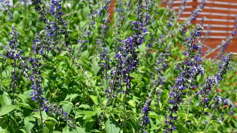 15 Perennials That Attract Bees All Season