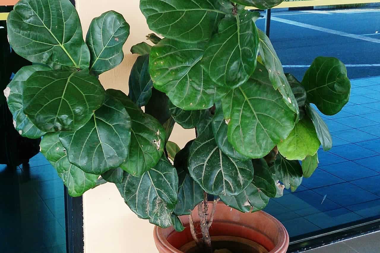 Ficus lyrata plant with glossy green leaves in terracotta pot, placed near window overlooking blue-tiled outdoor area