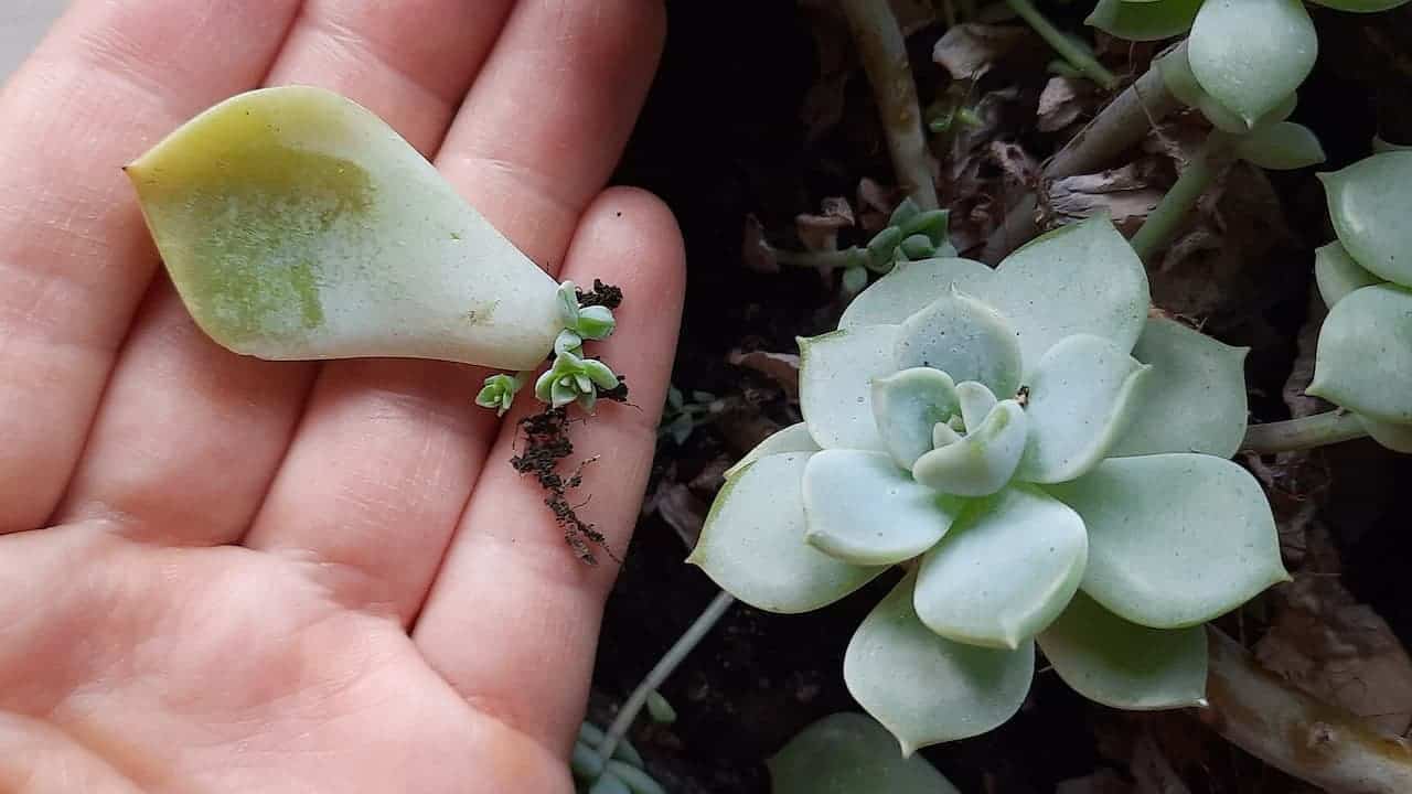 Hand holding succulent leaf with tiny plantlets sprouting from it, demonstrating vegetative propagation next to parent succulent plant