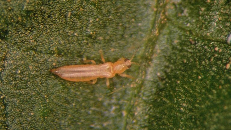 Small orange-brown western flower thrips insect with elongated body and wings on green textured leaf surface