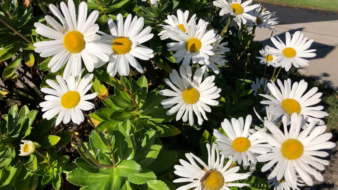Cluster of white nippon daisies with bright yellow centers growing among green foliage beside a paved walkway in sunlight