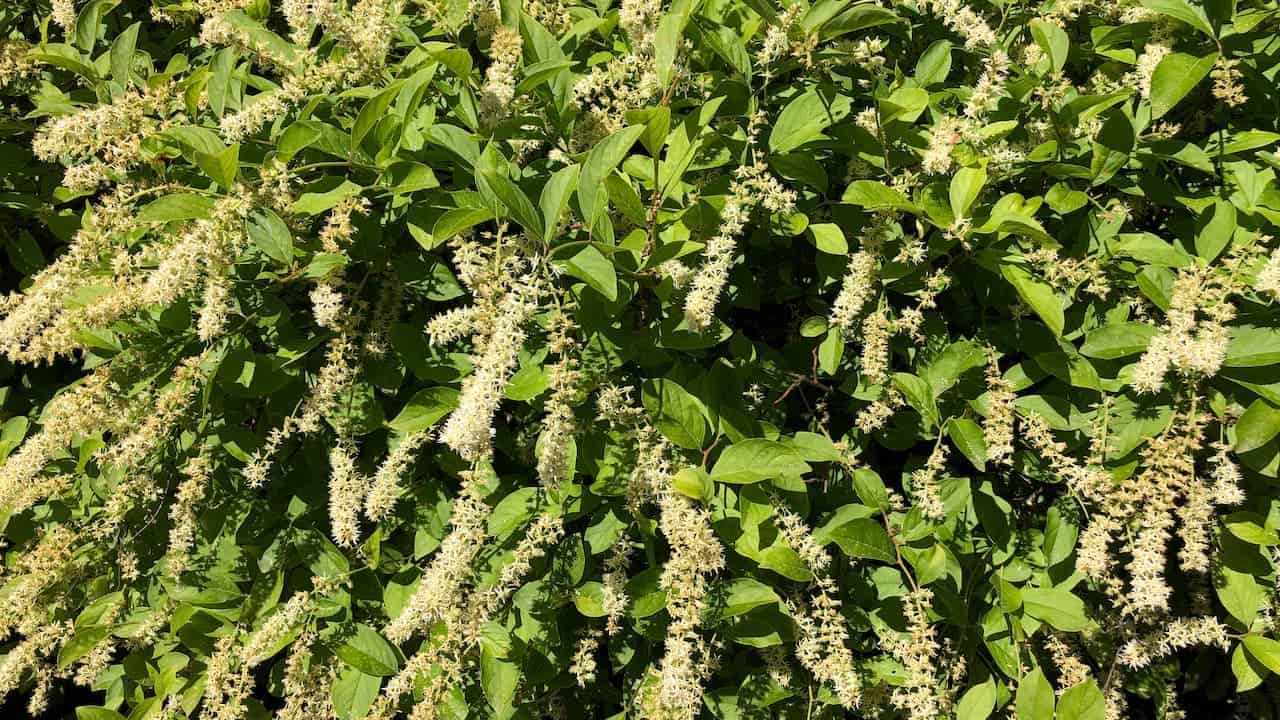 FIZZY MIZZY® Sweetspire shrub with glossy green leaves and numerous cream-colored flower spikes blooming throughout the foliage in bright sunlight