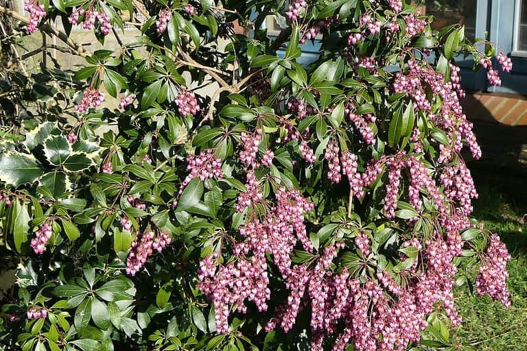 Pieris shrub with numerous dangling pink flower clusters growing against stone house wall with window visible in background