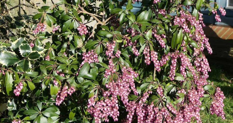 Pieris shrub with numerous dangling pink flower clusters growing against stone house wall with window visible in background