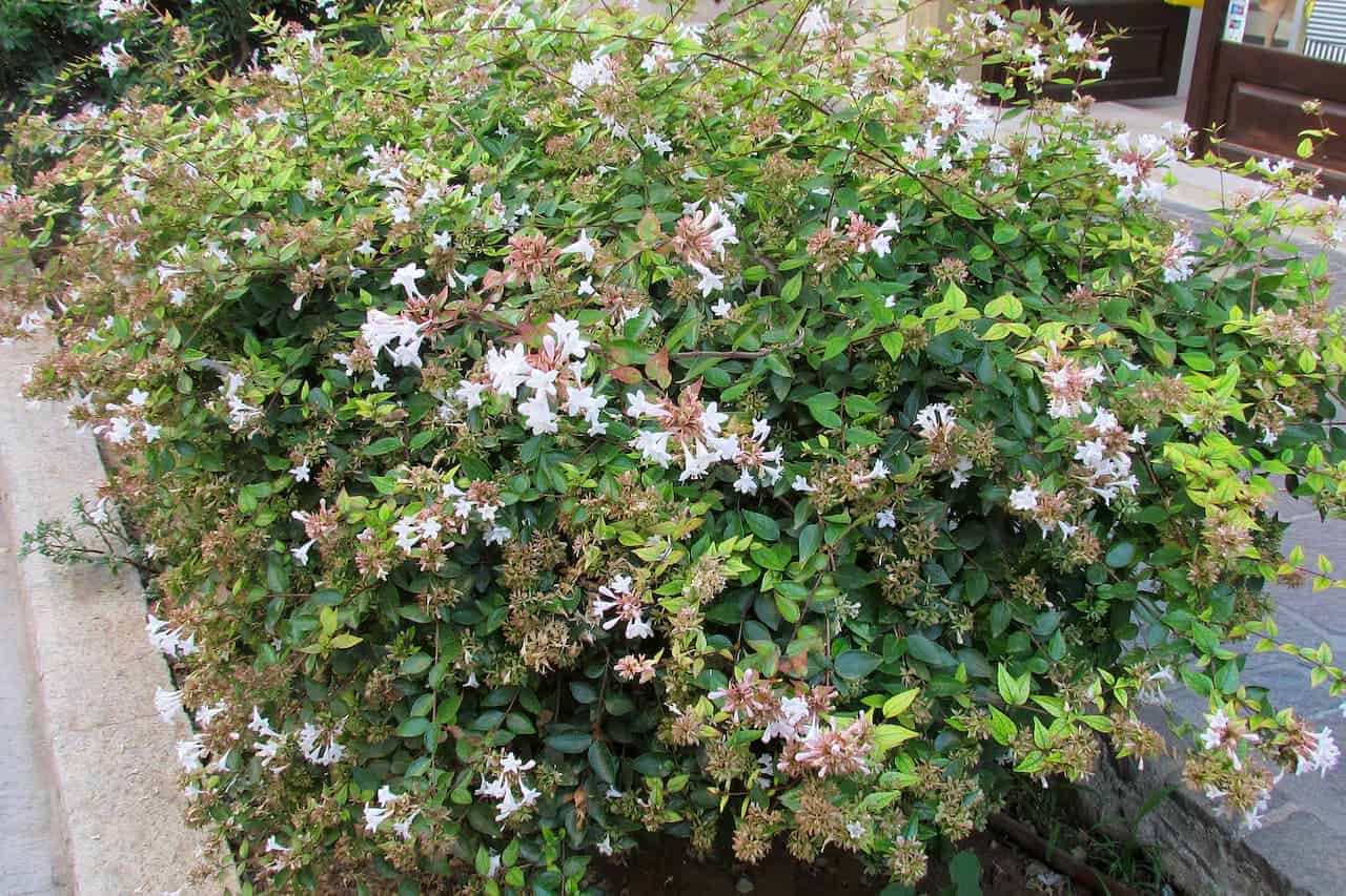 Glossy Abelia shrub with white flowers and green leaves growing beside stone wall and paved walkway