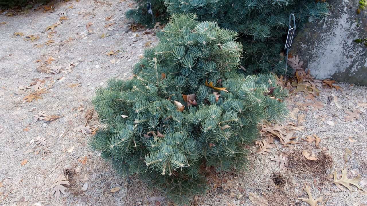 Blue-green dwarf conifer shrub with needle-like foliage growing on sandy ground with fallen oak leaves and plant identification tag