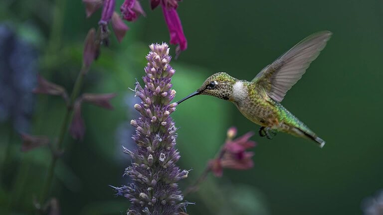 Agastache Hummingbird