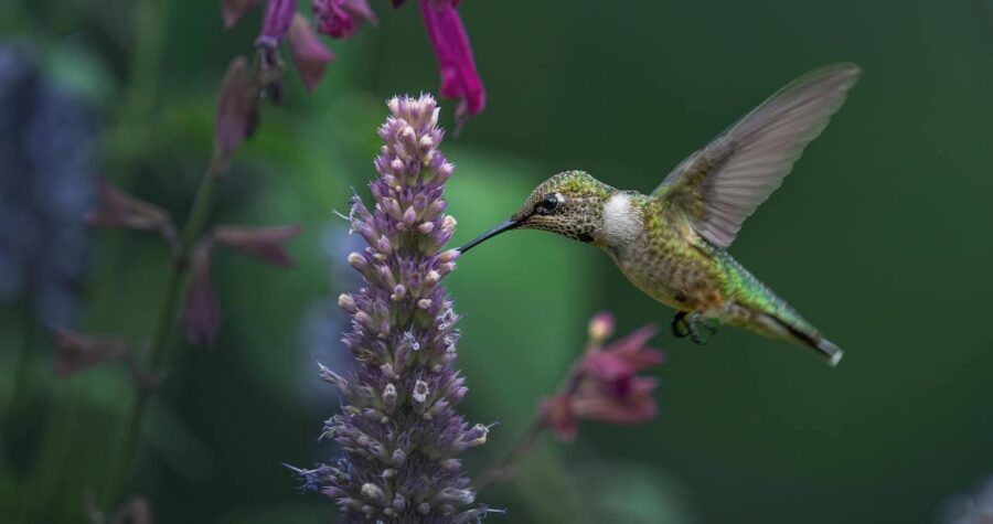 Agastache Hummingbird